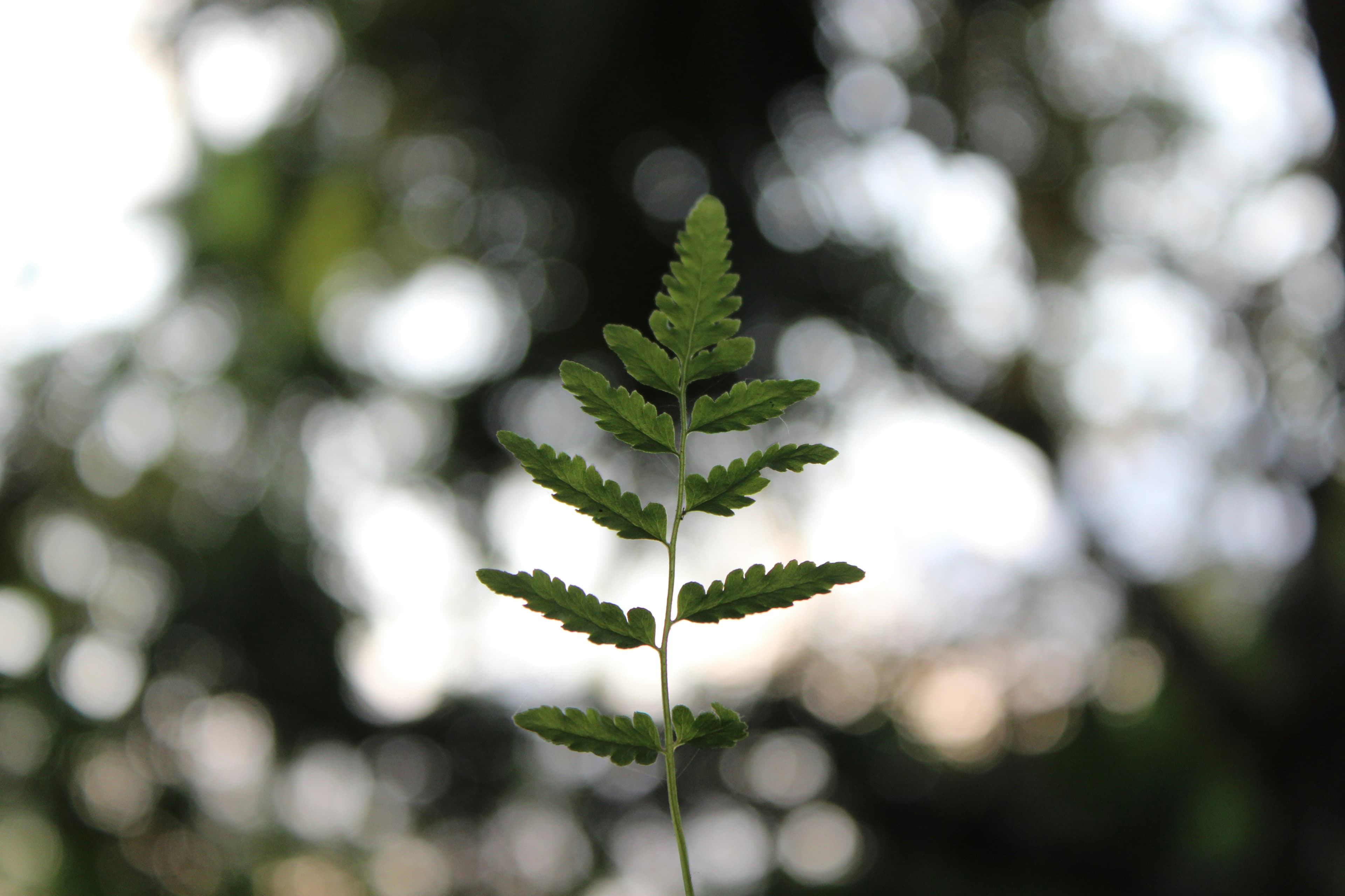 Sapling